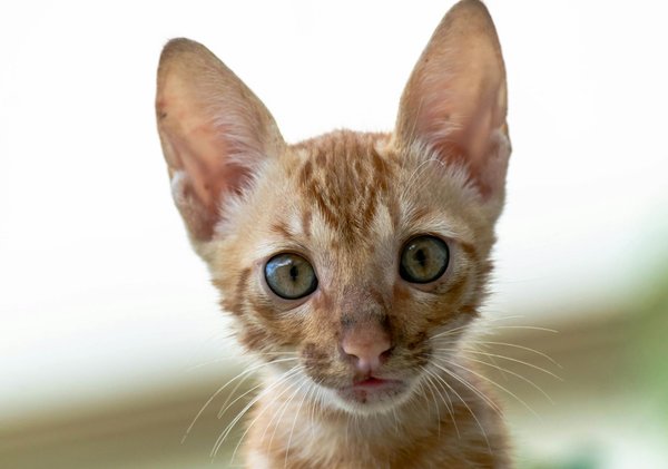 Comment reconnaître les signes d'ennui chez un animal de compagnie et comment y remédier efficacement ?