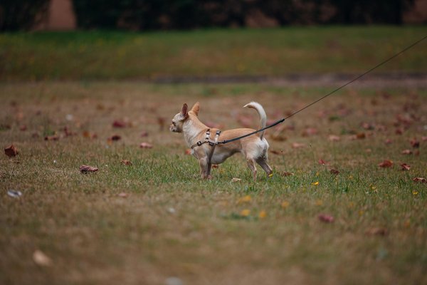 Comment voyager en toute sécurité avec un chat persan