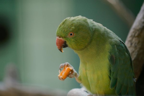 Laisse pour chien : styles et conseils pour un choix parfait !