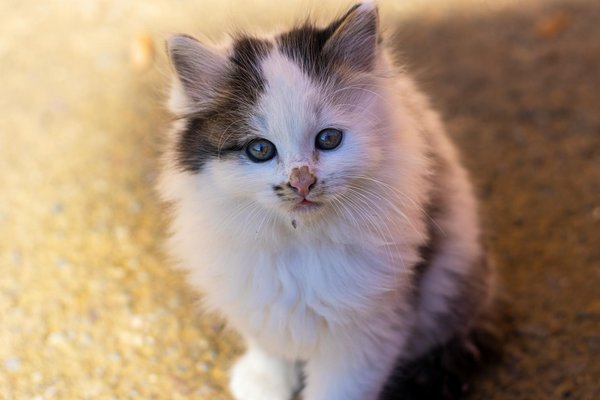 L'impact du changement climatique sur les espèces en voie de disparition